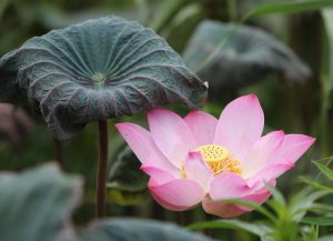 Free Lotus App Download: Step-by-Step Guide for India (2026)